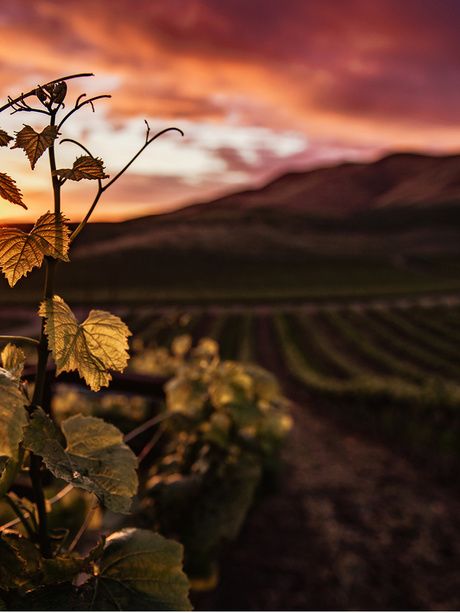 Penedès landscpe
