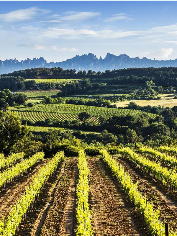 Penedès landscape