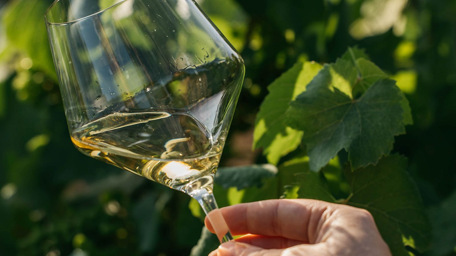 Penedès white wine
