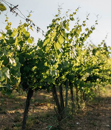 Penedès Summer Vibes
