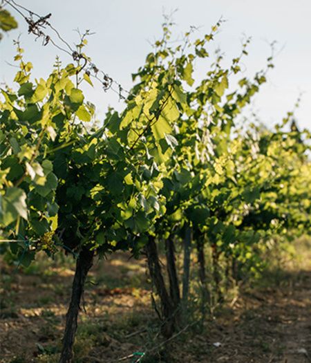 Penedès vineyards