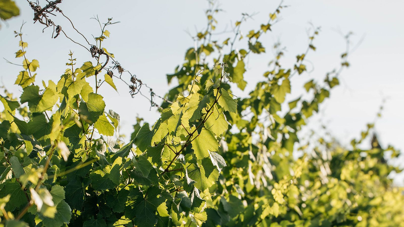 Penedès vineyards