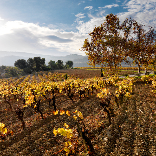 Penedès landscape