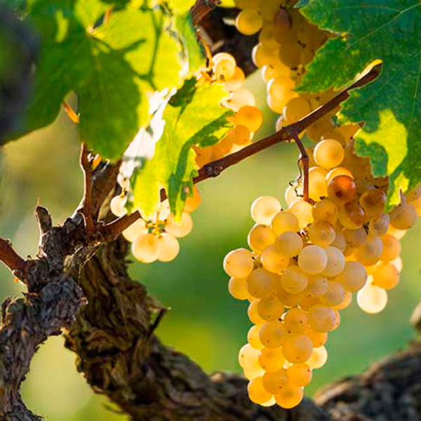 Penedès Vineyards